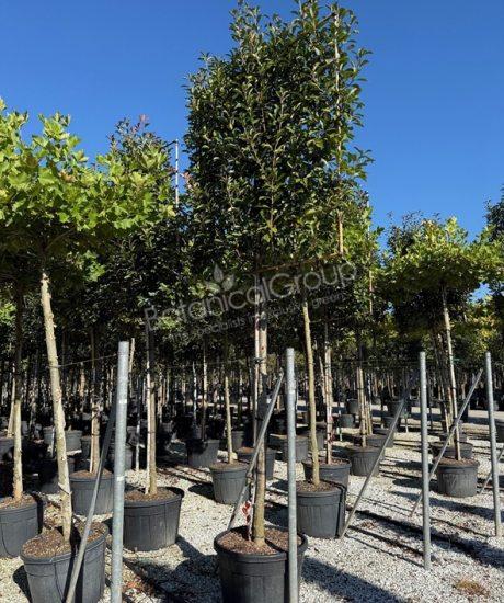 Photinia fraseri 'Red Robin' - Glansmispel