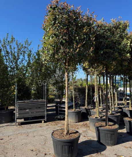 Photinia fraseri 'Red Robin' - Glansmispel