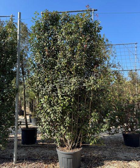 Photinia fraseri 'Red Robin' - Glansmispel