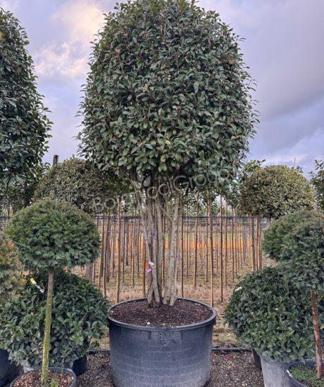Photinia fraseri 'Red Robin' - Glansmispel