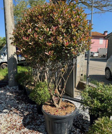 Photinia fraseri 'Robusta Compacta' - Glansmispel