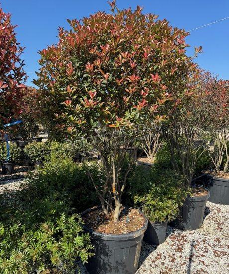 Photinia fraseri 'Robusta Compacta' - Glansmispel