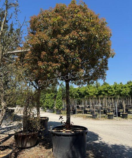 Photinia fraseri 'Red Robin' - Glansmispel
