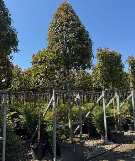 Photinia fraseri 'Red Robin' - Glansmispel piramidekroon