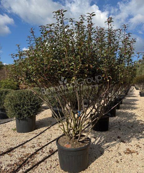 Photinia fraseri 'Robusta Compacta' - Glansmispel