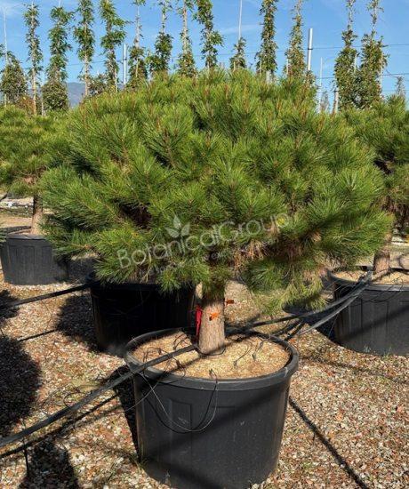Pinus densiflora 'Alice Verkade' - Bolvormige den