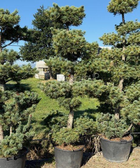 Pinus parviflora 'Tempelhof'