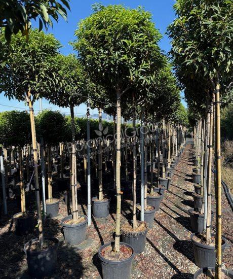 Prunus lusitanica 'Angustifolia' - Portugese laurier