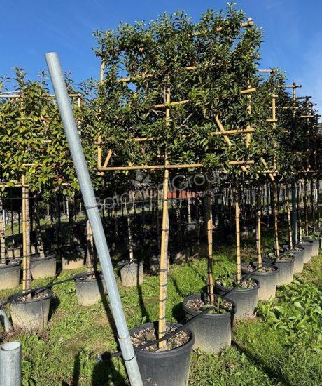 Prunus lusitanica 'Brenelia'