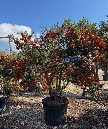 Pyracantha 'Orange Glow'