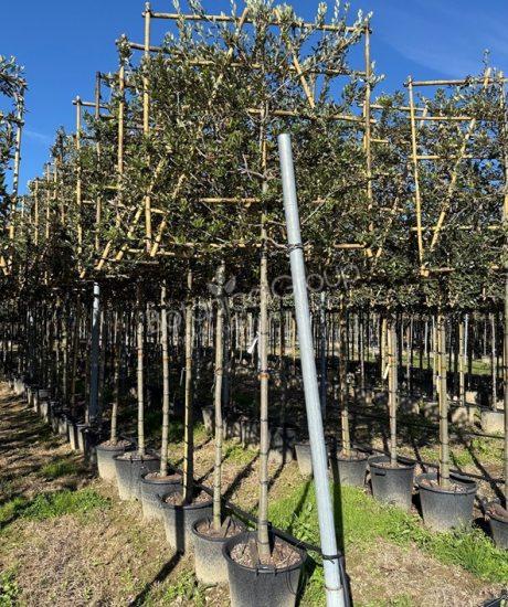 Quercus ilex - Steeneik