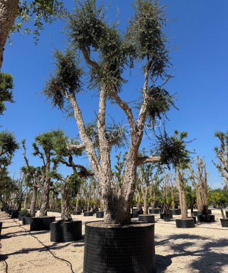 Quercus suber - Kurkeik