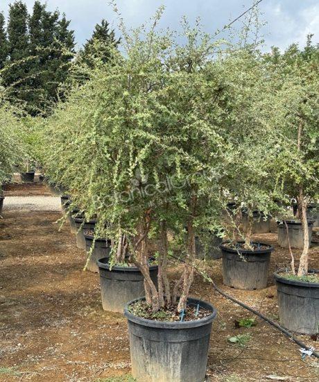 Quercus suber - Kurkeik