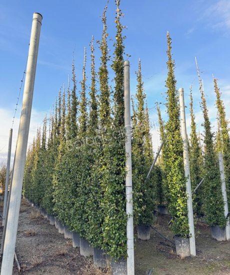 Toscaanse Jasmijn - Trachelospermum jasminoides