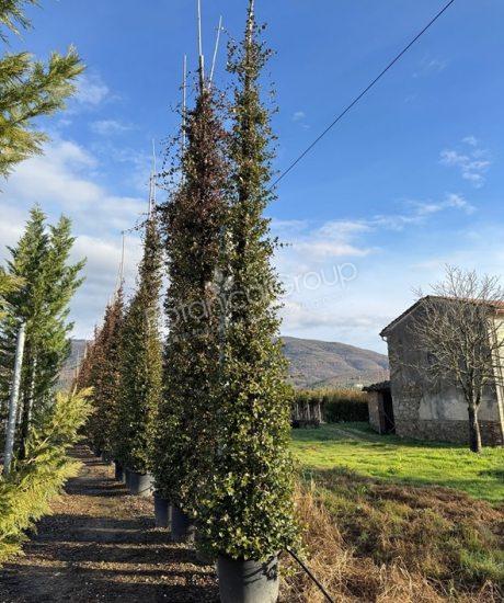 Toscaanse Jasmijn - Trachelospermum jasminoides