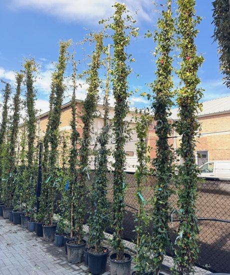 Toscaanse Jasmijn - Trachelospermum jasminoides