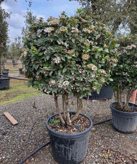 Viburnum tinus - Sneeuwbal