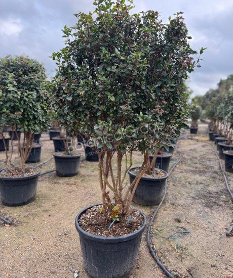 Viburnum tinus - Sneeuwbal