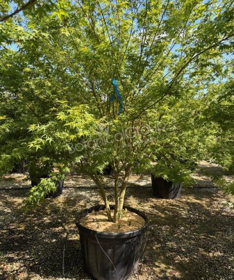 Acer palmatum 'Viride' - Japanse esdoorn