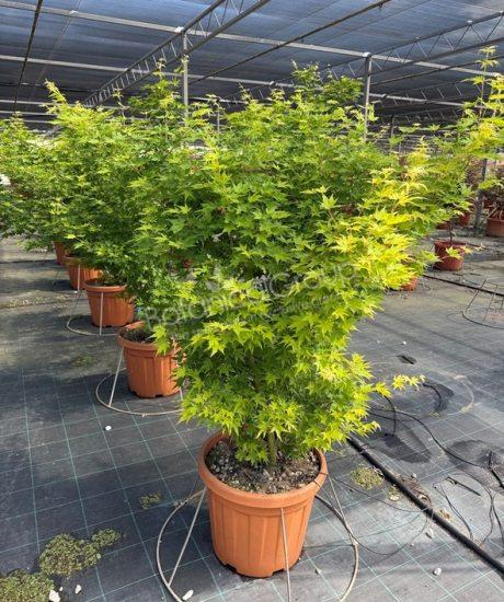 Acer palmatum 'Viride' - Japanse esdoorn