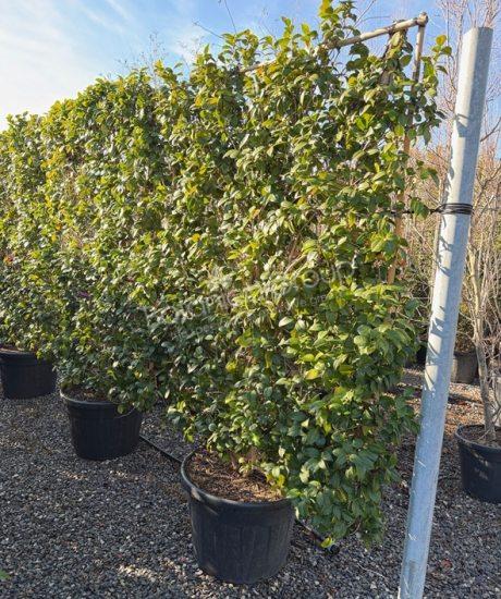 Camelia japonica - Japanse roos