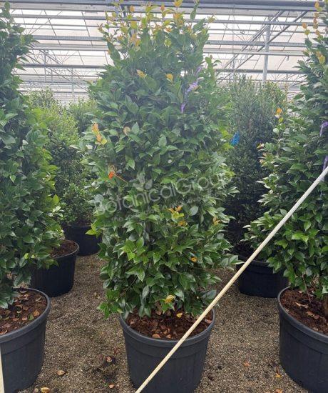Camellia japonica - Camelia 