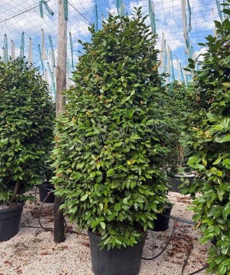 Camellia japonica - Camelia 