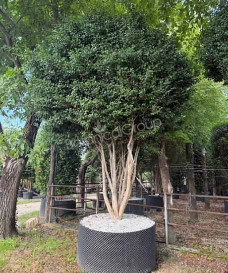 Camellia sasanqua - Camelia