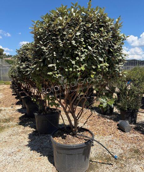 Elaeagnus ebbingei - Olijfwilg