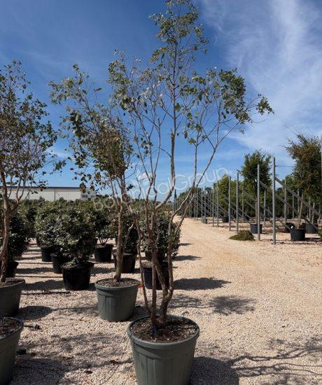 Eucalyptus gunnii 'Azura' - Eucalyptus 