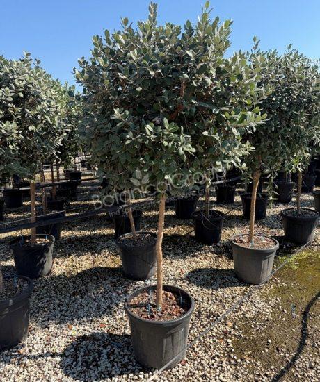 Feijoa sellowiana - Ananasguave