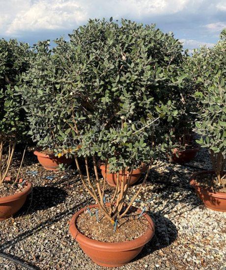 Feijoa sellowiana - Ananasguave