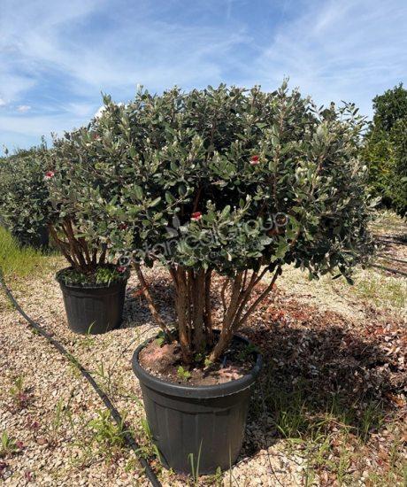 Feijoa sellowiana - Ananasguave