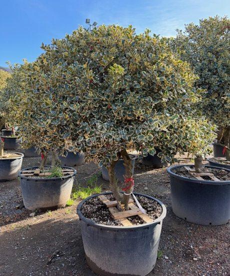Ilex aquifolium 'Aureomarginata' - Hulst