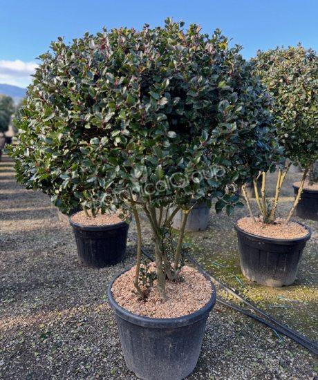 Ilex meserveae 'Blue Prince' - Hulst