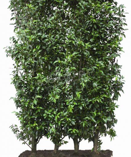 Prunus lusitanica 'Angustifolia' - Portugese laurier