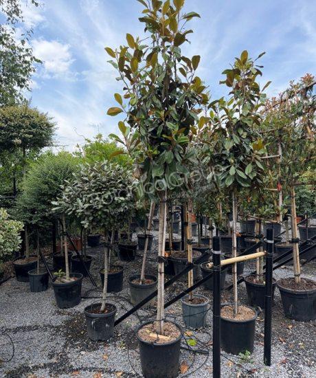 Magnolia grandiflora 'Goliath' - Groenblijvende tulpenboom