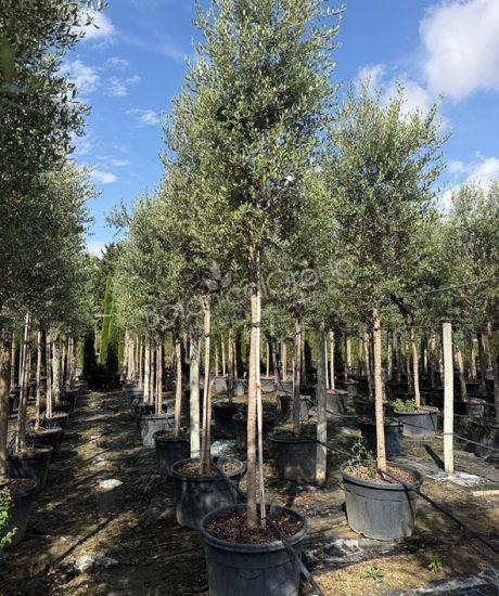 Olijfboom Forma Toscana - Olea europaea