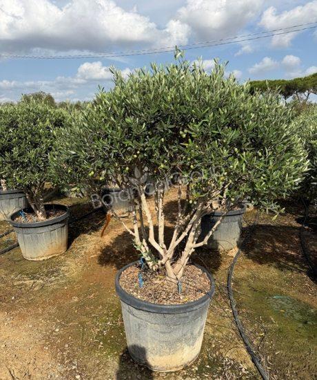 Olijfboom Forma Toscana - Olea europaea
