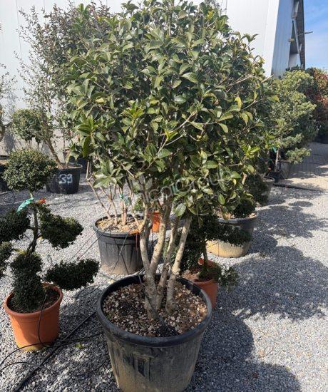 Osmanthus aquifolium - Schijnhulst
