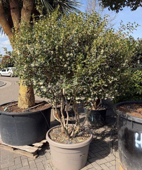 Osmanthus burkwoodii - Schijnhulst