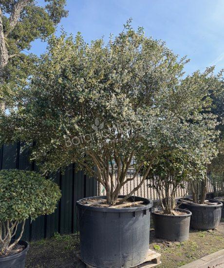 Osmanthus burkwoodii - Schijnhulst