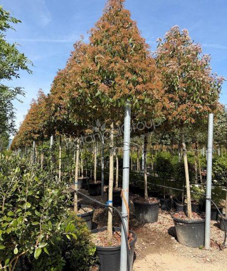 Photinia fraseri 'Red Robin' - Glansmispel piramidekroon