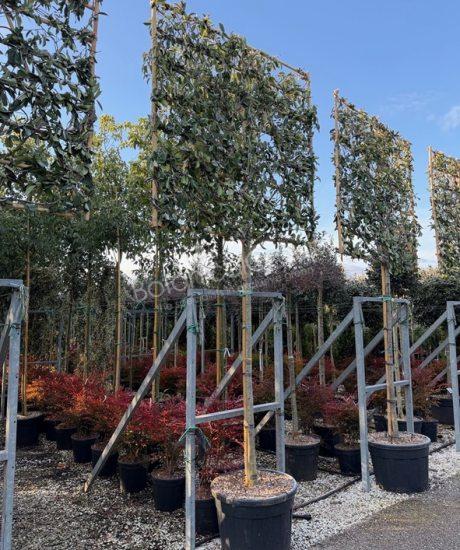 Photinia fraseri 'Red Robin' - Glansmispel