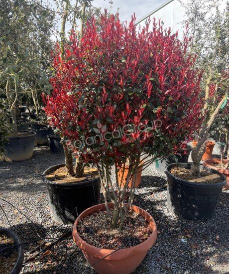 Photinia fraseri 'Robusta Compacta' - Glansmispel