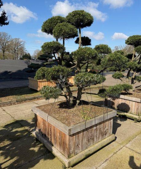 Pinus mugo 'Gnom'