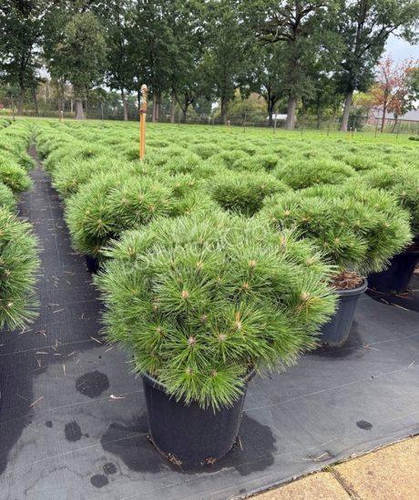 Pinus brepo - Bolvormige den