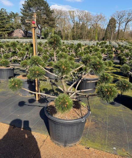 Pinus nigra 'Brepo'