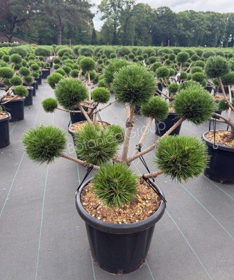 Pinus nigra 'Brepo'