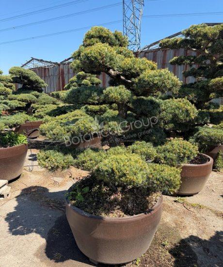 Pinus pentaphylla